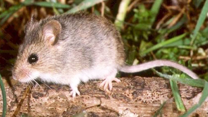 CASTELLI: El municipio lanza medidas de prevención contra el Hantavirus