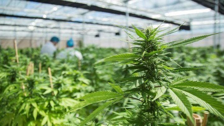 Castelli a un paso de la primera producción de aceite medicinal de cannabis