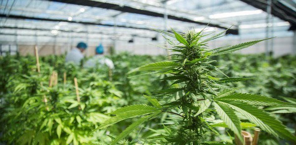 Castelli a un paso de la primera producción de aceite medicinal de cannabis Castelli a un paso de la primera producción de aceite medicinal de cannabis