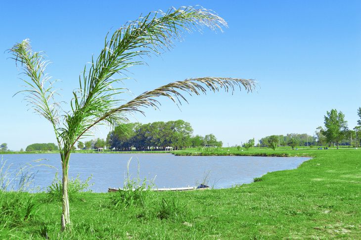 CASTELLI: El municipio busca prohibir el uso de agroquímicos alrededor de la Laguna CASTELLI: El municipio busca prohibir el uso de agroquímicos alrededor de la Laguna