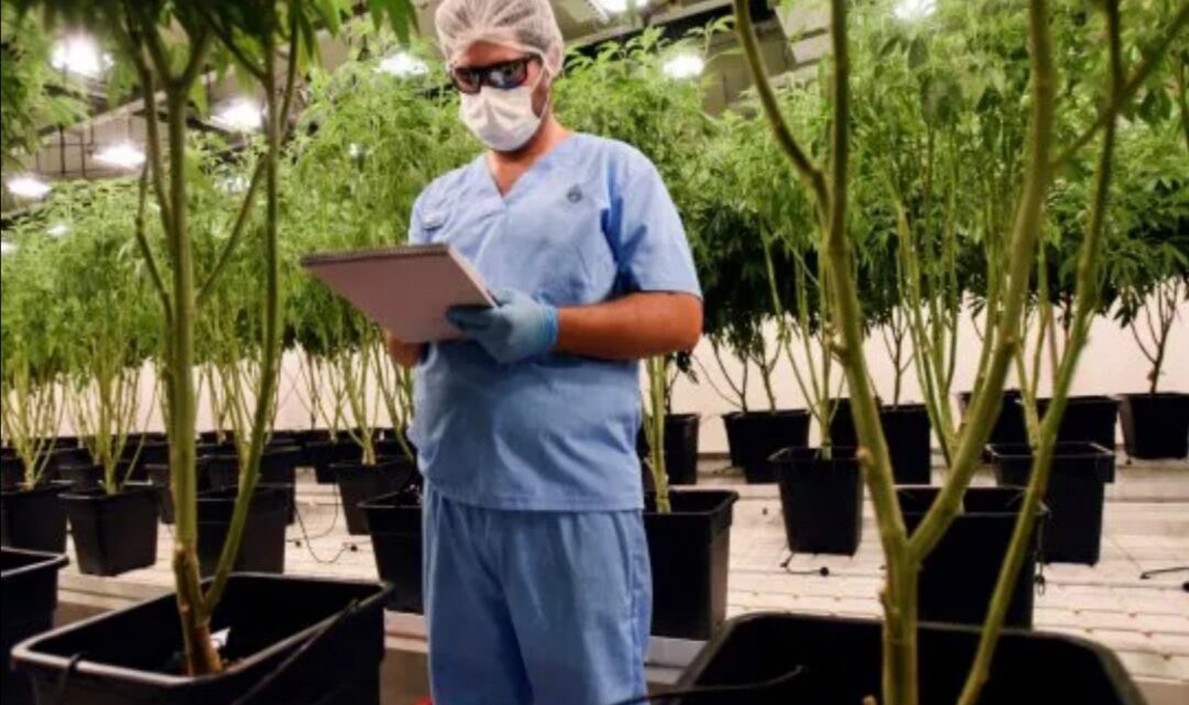 Provincia incorpora el aceite de cannabis en hospitales