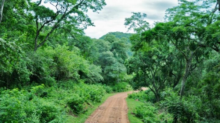 El Senado convirtió en ley el proyecto sobre Educación Ambiental Integral