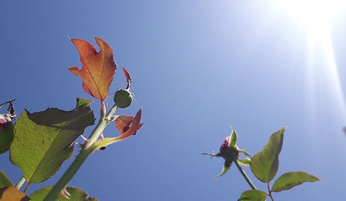 El Tiempo: pronóstico para el viernes 31 de diciembre