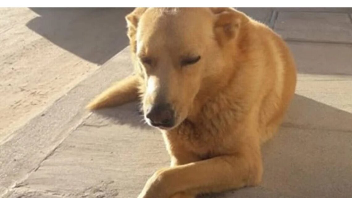 Dolores: fue condenado el autor de la muerte de Rubio, el perro de Mar del Tuyú torturado hasta morir