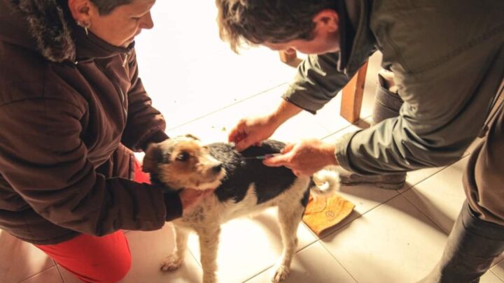 LEZAMA: Mas de 170 animales inmunizados en las primeras jornadas de vacunación antirrábica