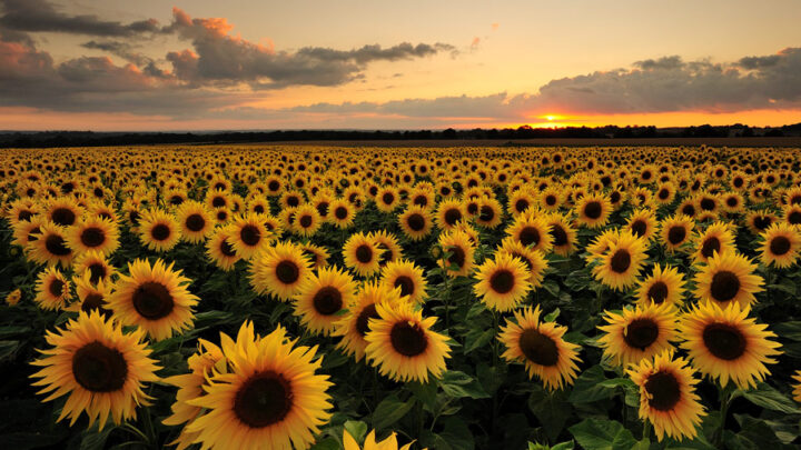 El área sembrada con girasol podría crecer entre 30% y 40% en la campaña 2022/2023