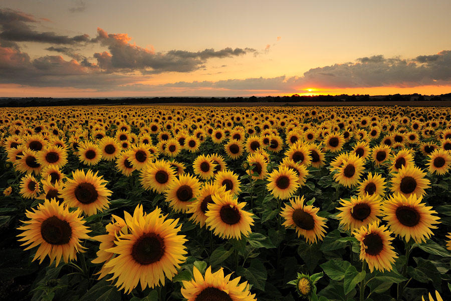 El área sembrada con girasol podría crecer entre 30% y 40% en la campaña 2022/2023 El área sembrada con girasol podría crecer entre 30% y 40% en la campaña 2022/2023