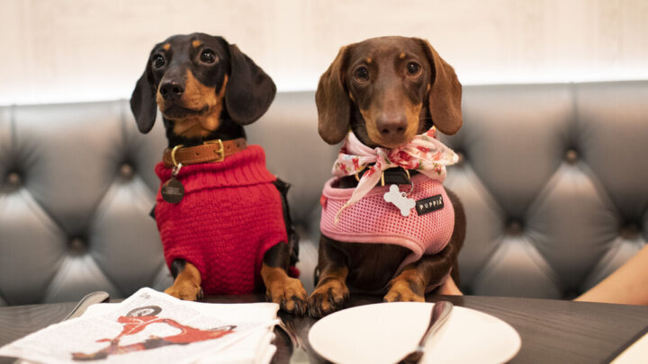 Bahía Blanca permitirá el ingreso de mascotas a restaurantes y bares