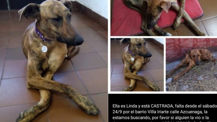 Buscan intensamente a “Linda”, una perrita perdida en General Belgrano