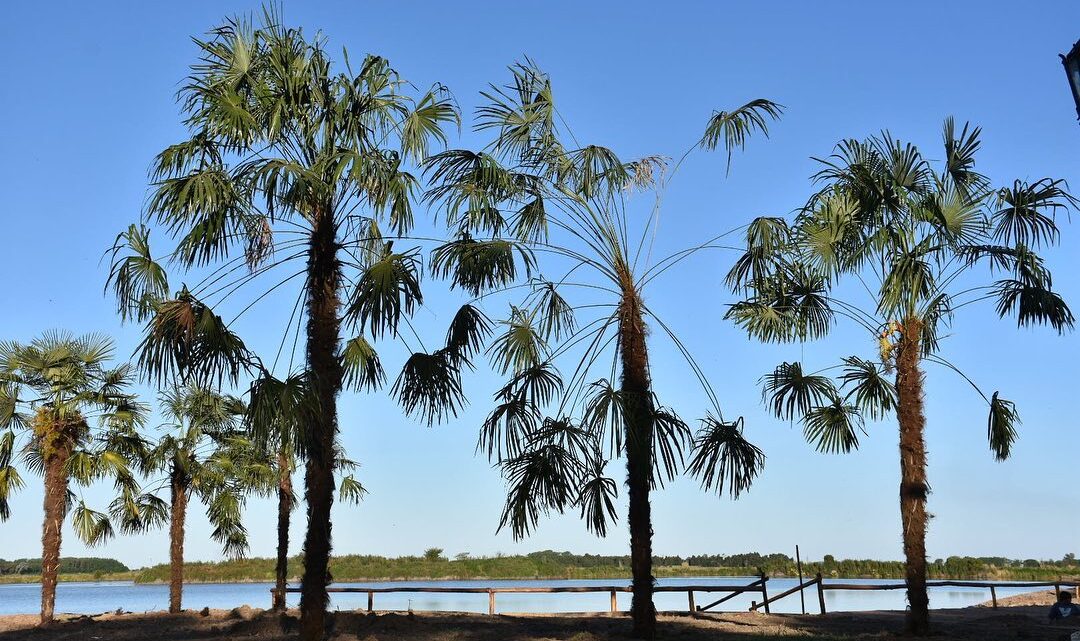 Nuevas “Palmeras” embellecen la costa en la Laguna de Castelli