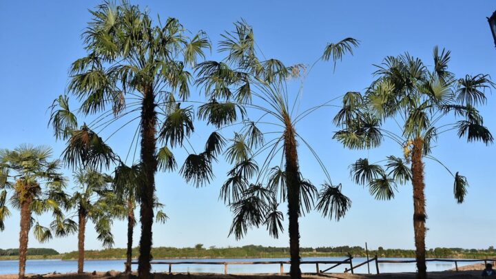 Nuevas “Palmeras” embellecen la costa en la Laguna de Castelli