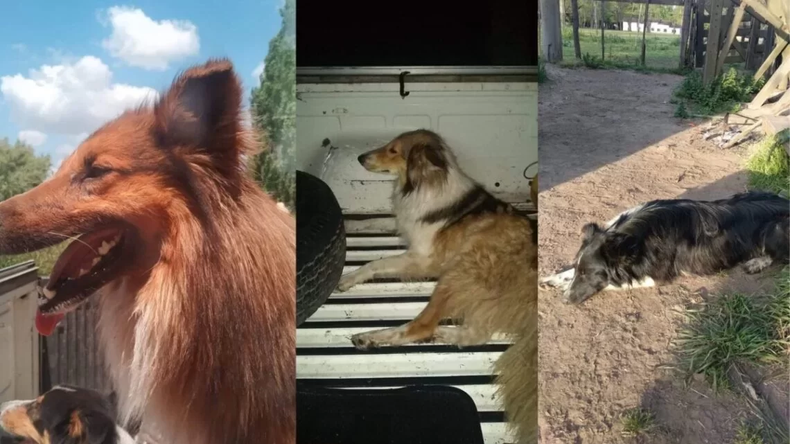 Un misterio: Sigue la búsqueda de Nacha, Gaucho y Fina, su familia ofrece recompensa. Un misterio: Sigue la búsqueda de Nacha, Gaucho y Fina, su familia ofrece recompensa.