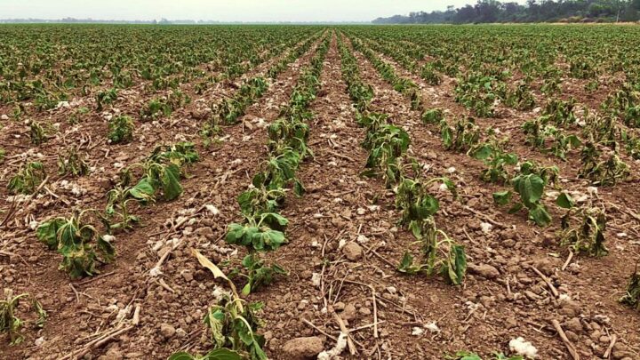 La sequía en la provincia empeoró y hay más de 6 millones de hectáreas afectadas