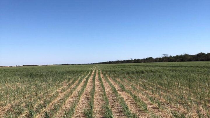 Hay 44 municipios bonaerenses afectados de modo severo por la sequía