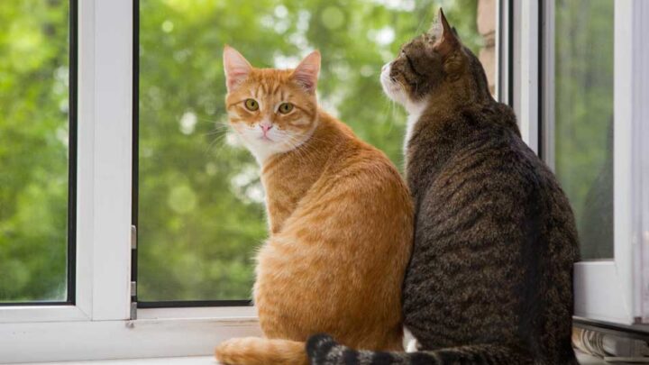 Día Internacional del Gato: ¿por qué se conmemora el 20 de febrero?