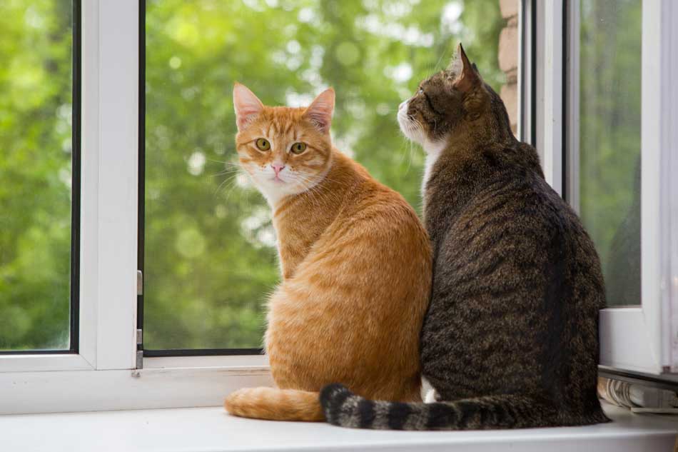 Día Internacional del Gato: ¿por qué se conmemora el 20 de febrero? Día Internacional del Gato: ¿por qué se conmemora el 20 de febrero?