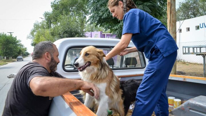CHASCOMÚS: Casi 700 mascotas fueron inmunizadas en la primera semana de la campaña de vacunación antirrábica