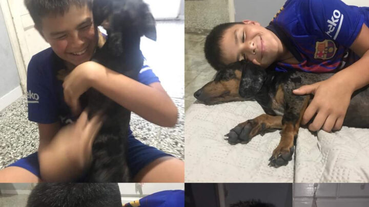 Se hizo famoso y apareció: “Pikachu” el perro salchicha que era buscado intensamente ya está en su casa