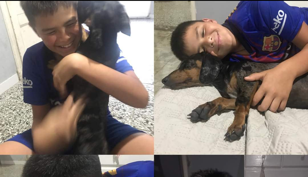 Se hizo famoso y apareció: “Pikachu” el perro salchicha que era buscado intensamente ya está en su casa Se hizo famoso y apareció: “Pikachu” el perro salchicha que era buscado intensamente ya está en su casa