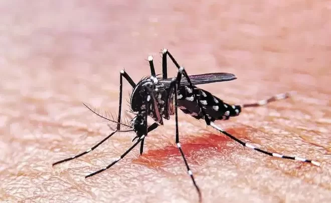 CHASCOMÚS: Detectaron larvas de Dengue y activaron alertas