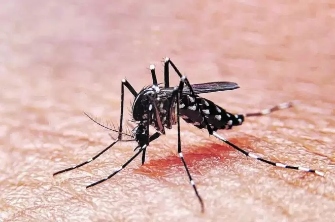 CHASCOMÚS: Detectaron larvas de Dengue y activaron alertas CHASCOMÚS: Detectaron larvas de Dengue y activaron alertas