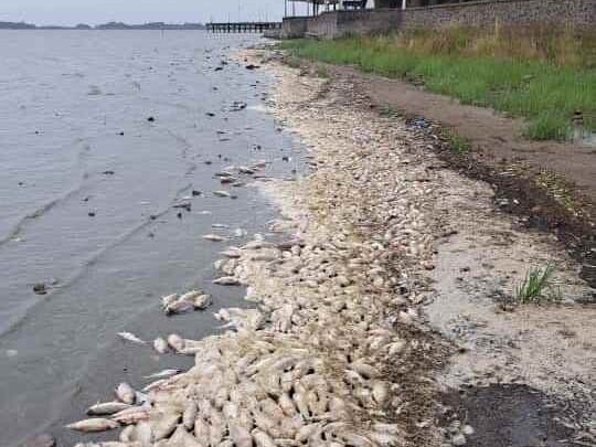 Impresionante mortandad de peces afecta a la laguna de Chascomús