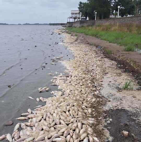 Impresionante mortandad de peces afecta a la laguna de Chascomús Impresionante mortandad de peces afecta a la laguna de Chascomús