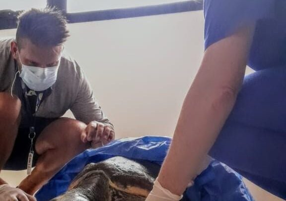 Una tortuga marina fue rescatada en las costas de Villa Gesell