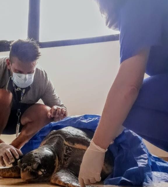 Una tortuga marina fue rescatada en las costas de Villa Gesell Una tortuga marina fue rescatada en las costas de Villa Gesell