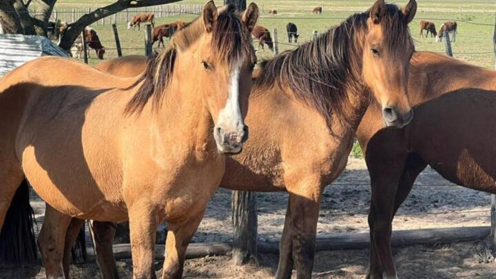Chascomús: confirman el primer caso de Encefalitis Equina en humano