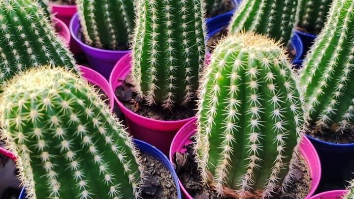 EXPO CACTUS: llega la feria de Cactus más grande de Argentina a Saladillo