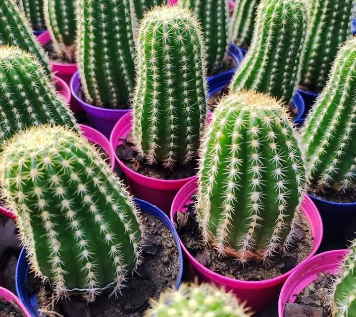 EXPO CACTUS: llega la feria de Cactus más grande de Argentina a Saladillo