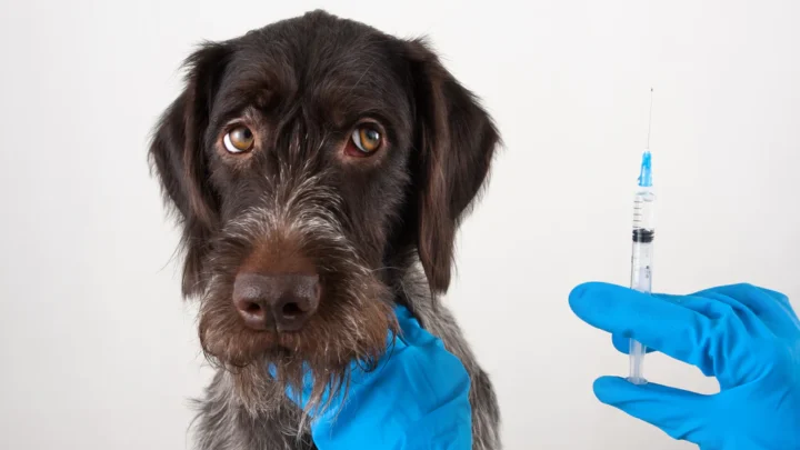 DOLORES: Presentan un nuevo plan de control y cuidado animal