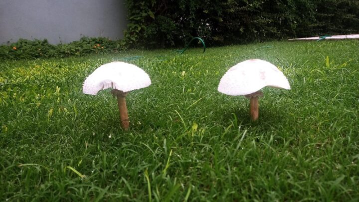 Investigadores advierten sobre la aparición de hongos en plazas y jardines