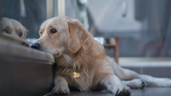Los Perros: Tienen sentido del tiempo y esperan ansiosos tu regreso a casa