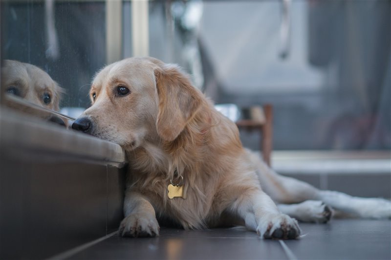 Los Perros: Tienen sentido del tiempo y esperan ansiosos tu regreso a casa