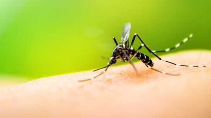 Dengue: La Provincia de Buenos Aires fabrica y distribuye su propio repelente