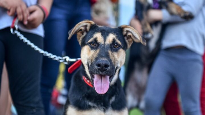 Se viene el Primer Festival Mascotero de Castelli