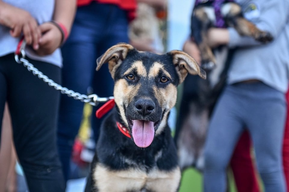 Se viene el Primer Festival Mascotero de Castelli Se viene el Primer Festival Mascotero de Castelli