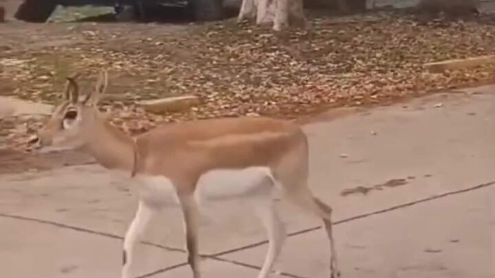 PILA: Aseguran que “Bamby” desapareció