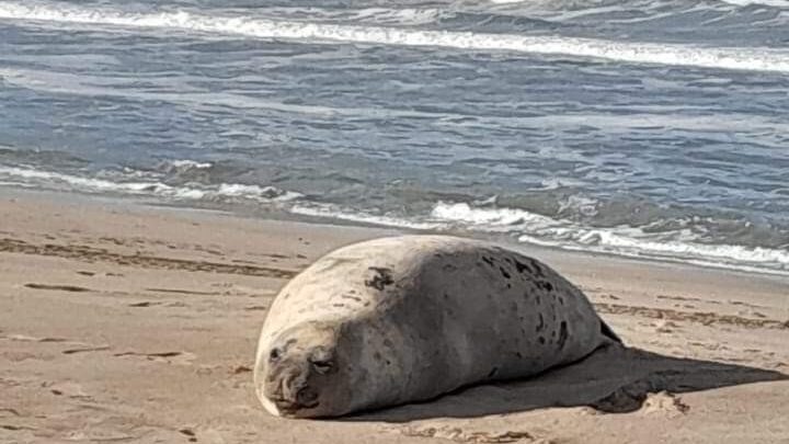 Una visita muy particular en las playas de Villa Gesell