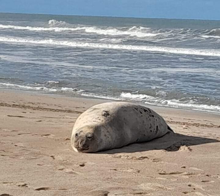 Una visita muy particular en las playas de Villa Gesell Una visita muy particular en las playas de Villa Gesell