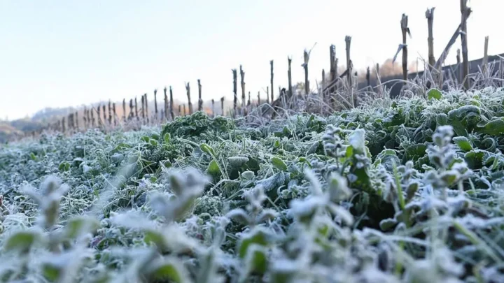 Ola polar: bajas temperaturas para el comienzo de la semana