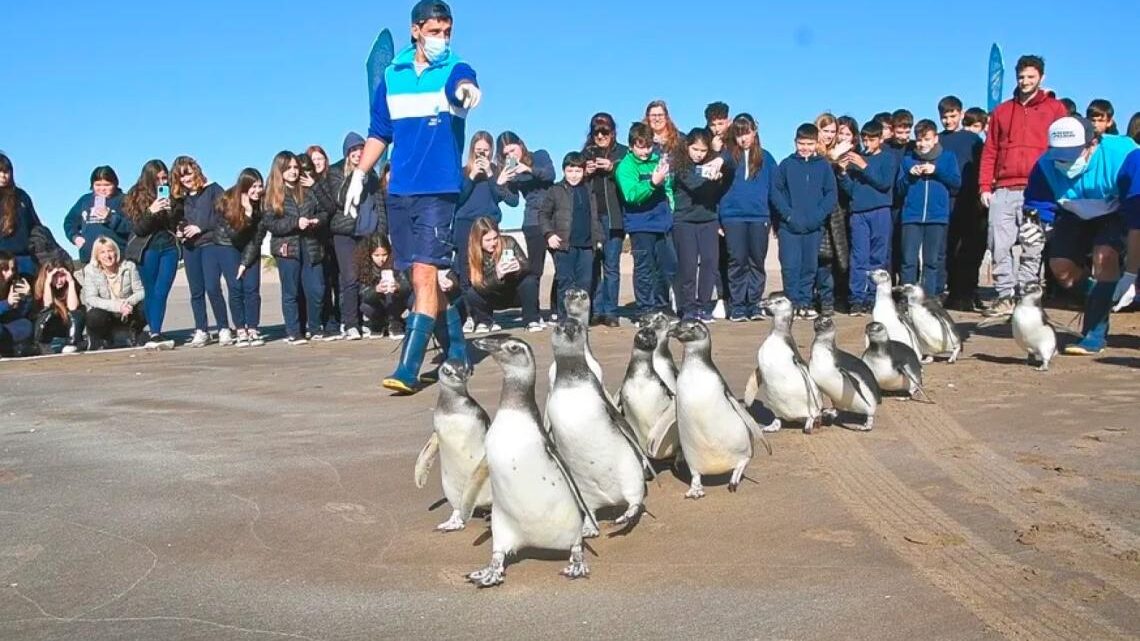 Partido de La Costa: 14 pingüinos rescatados regresaron al mar