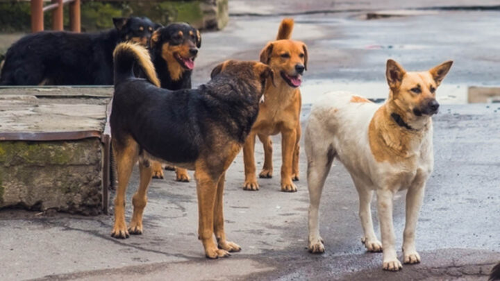 DOLORES: Multarán a los propietarios de animales sueltos en la vía pública