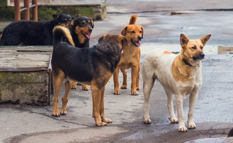 DOLORES: Multarán a los propietarios de animales sueltos en la vía pública