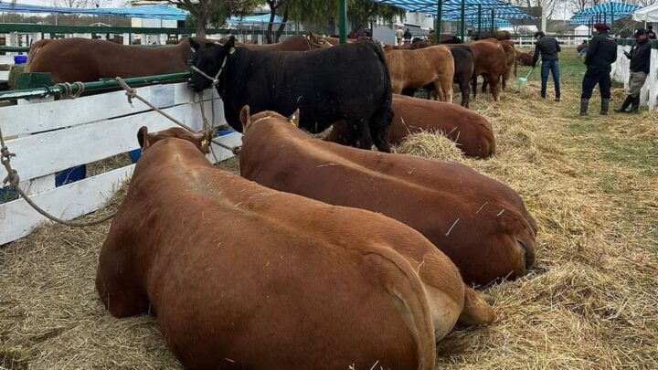 Cabañeros de Castelli se suman a la Expo Rural de Palermo