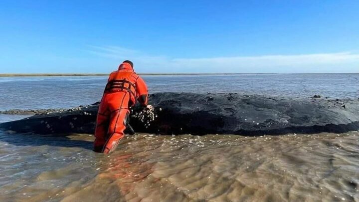 Señalan que la ballena encallada tendría nulas posibilidades de vida