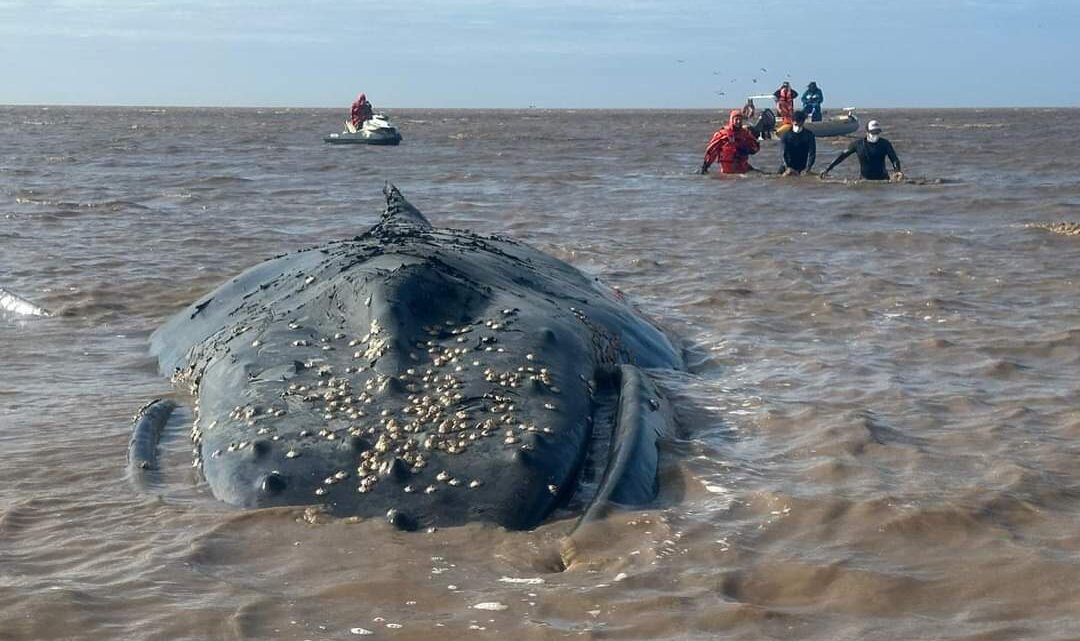 Mundo Marino dijo sentir “tristeza e impotencia por el estado de la ballena encallada en Castelli”