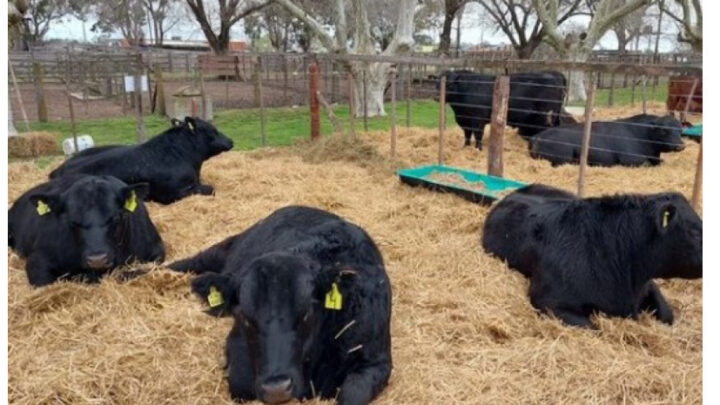 Madariaga: con múltiples actividades, así será la Expo Rural este fin de semana